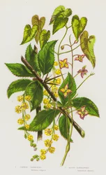 Piante fiorite della Gran Bretagna: Crespino comune, Barrenwort alpino