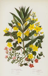 Piante Fiorite della Gran Bretagna: Lisimachia Gialla Maggiore, Lisimachia Ciuffata, Lisimachia di Bosco, Lisimachia Strisciante, Pimpinella Scarlatta, Pimpinella di Palude