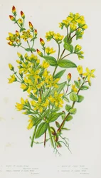 Piante da fiore della Gran Bretagna: Hairy St John