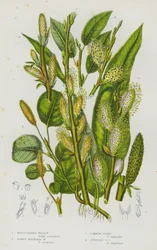 Piante Fiorite della Gran Bretagna: Salice Reticolato, Salice di Montagna Lanoso, Vimineto Comune, Vimineto Auricolato