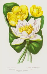 Piante Fiorite della Gran Bretagna: Ninfea Bianca, Ninfea Gialla Comune, Ninfea Gialla Minore