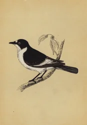 Pigliamosche