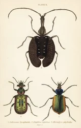 Cacciatore di bruchi della foresta, Calosoma sycophanta, coleottero terrestre, Elaphrus riparius, e coleottero violino, Mormolyce phyllodes