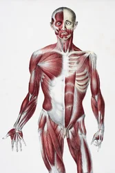 Parte anteriore del corpo maschile che mostra muscoli, tendini e ossa, da The Vessels of the Human Body, a cura di Jones Quain e William Wilson, pubblicato da Taylor e Watson, Londra nel 1837