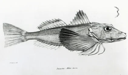 Galapagos Gurnard, tavola 6 da 
