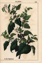 Erba morella da giardino o nera con bacche nere, Solanum nigrum, da "The Instructive Picturebook, or Lessons from the Vegetable World", [Charlotte Mary Yonge], Edimburgo