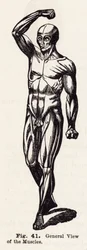 Vista generale dei muscoli