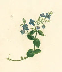 Veronica comune, Veronica Chamaedrys
