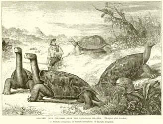 Gigantesche tartarughe terrestri delle isole Galapagos