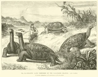 Gigantesche tartarughe terrestri delle Isole Galapagos