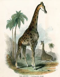 Giraffa