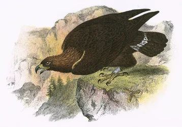 Aquila reale