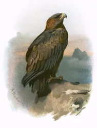 Aquila reale