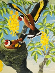 Cardellino