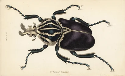 Coleottero Golia, Goliathus goliatus (Goliathus magnus)
