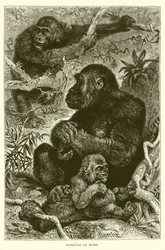 Gorilla a casa