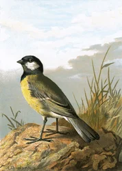 Cinciallegra
