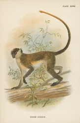 Il Guenon Verde
