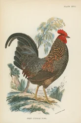 Gallina giungla grigia