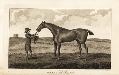 Stalliere con il cavallo da corsa purosangue Waxey di Pot80