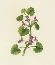 Edera terrestre, Glechoma Hederacea