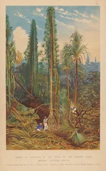 Gruppo di Pandanus nel Delta del fiume Zambesi, Africa Tropicale Orientale