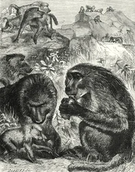 Gruppo di Chacmas (incisione)