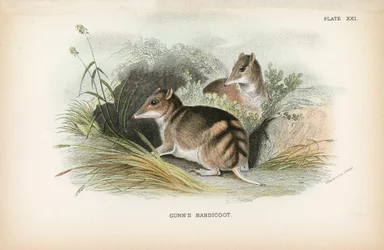 Bandicoot di Gunn