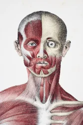 Testa e spalle del corpo maschile che mostra muscoli, tendini e ossa, da The Vessels of the Human Body, a cura di Jones Quain e William Wilson, pubblicato da Taylor e Watson, Londra nel 1837