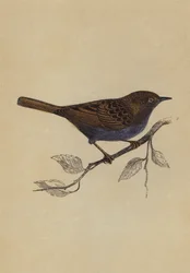 Passera scopaiola