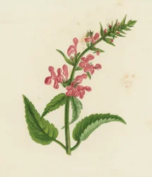 Betonica dei boschi, Stachys Sylvatica