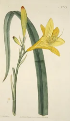 Hemerocallis Flava (Giglio giallo), da The Botanical Magazine or Flower Garden Displayed, pub. 1796 (incisione colorata a mano)