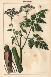 Cicuta o Conium maculatum, da 
