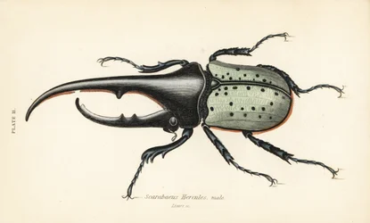 Scarabeo Ercole, maschio, Dynastes hercules, Scarabaeus hercules