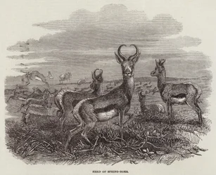 Branco di springbok (incisione)