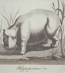 Ippopotamo, da The Gentlemans Magazine, pubblicato a dicembre 1772
