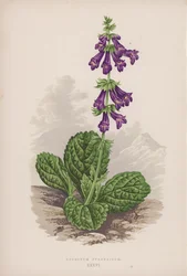 Horminum Pyrenaicum