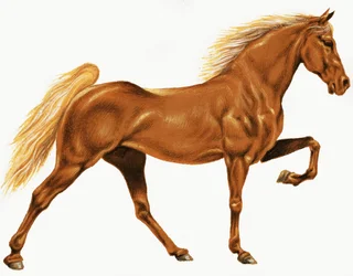Cavallo