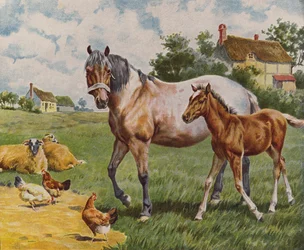 Cavallo e puledro, pecore e galline (litografia a colori)