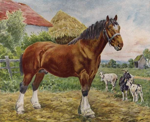 Cavallo e capre