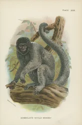 La Scimmia Lanosa di Humboldt