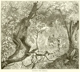 Caccia al gorilla