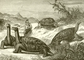 Caccia alle tartarughe sulla costa della Nuova Guinea