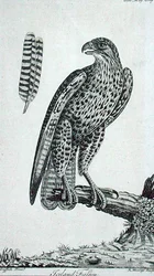 Falco islandese (Falco Rusticolus), da 