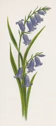 Illustrazione per A Dream of a Garden (litografia a colori)