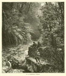 In una foresta di Formosa
