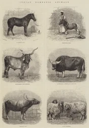 Animali Domestici Indiani