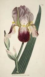 Iris Sambucina (Iris profumato di sambuco), da The Botanical Magazine or Flower Garden Displayed, pub. 1792 (incisione colorata a mano)