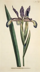 Iris Spuria (Iris Spurio), da The Botanical Magazine or Flower Garden Displayed, pub. 1790 (incisione colorata a mano)