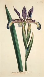 Iris Spuria, pub. 1790 incisione colorata a mano